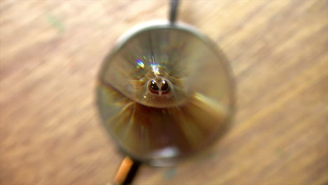Magnifying-glass-is-positioned-in-front-of-tadpole-shrimp-