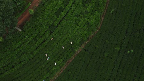 Top-down-of-local-tea-pluckers-in-green-plantation-of-Sri-Lanka,-Hatton