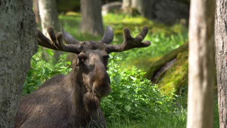 Close-up-of-a-tired-big-bull-moose-resting-in-deep-green-forest,-warm-summer-day-in-alaska