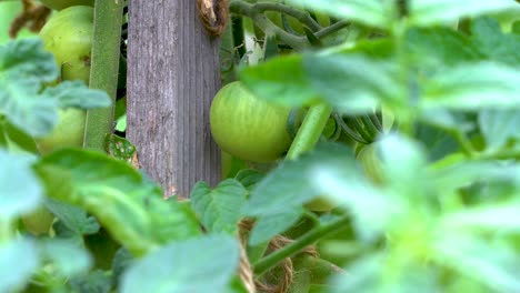 Green-tomato-growing-in-garden.-Locked-off-view