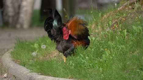 Slow-motion-of-colorful-Asian-rooster---handheld-medium-shot