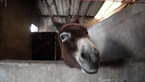 Donkey,-smilling-to-camera,-close-up
