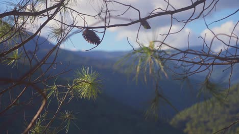 Pine-tree-branches-on-the-foreground-with-mountainous-blurred-background