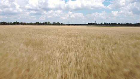 Fast-drone-flight-over-wheat-field-very-close-to-wheat-sky-with-clouds