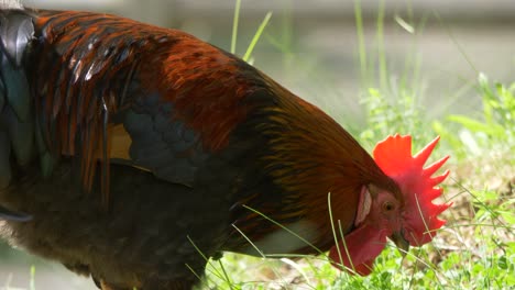 Close-up-of-domesticated-rooster-feeding-in-4k---handheld-tracking-shot