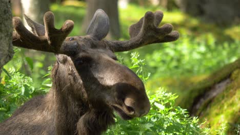 Extreme-Close-up-of-a-large-bull-moose-in-deep-Scandinavian-forest