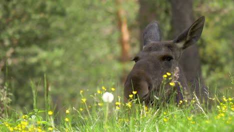 Cow-moose-laying-down-in-the-grass,-a-beautiful-summer-day-in-northern-Sweden--Static-close-up-4k