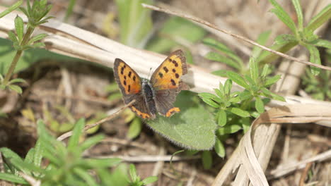 Small-Copper-Butterfly-With-A-Broken-Wing-Perch-On-Leaf-And-Basking-Under-The-Sun
