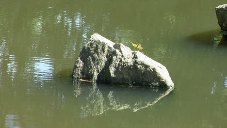 Decorative-rock-standing-in-a-pond-in-a-Japanese-garden