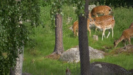 A-heard-of-roe-deer-feeding-on-a-green-meadow-in-Sweden