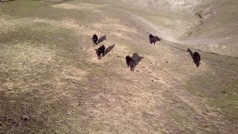 Black-Angus-cattle-herd-grazing-looking-at-drone,-Californian-field