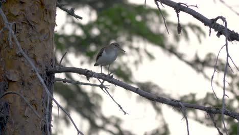 Close-up-of-a-lonely-sandpiper-sitting-on-a-pine-tree-branch