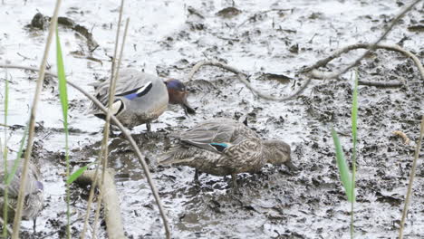 Green-winged-Teal-Ducks-Foraging-For-Worms-In-The-Mud-In-Saitama,-Japan---high-angle-shot