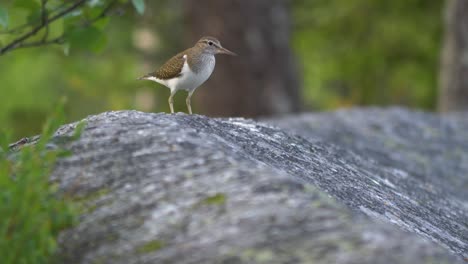 Close-up-of-two-sandpipers-playing-on-a-rock-in-a-nature-reserve-in-Finland,-lapland