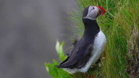 Young-Puffin-bird-with-colorful-beak-resting-on-grassy-mountain-rock-wall-in-nature---close-up
