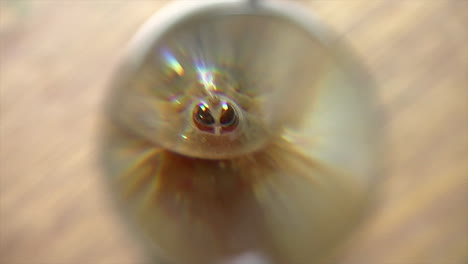 Magnifying-glass-moves-in-front-of-tadpole-shrimp-and-camera-zooms-in-for-closer-view