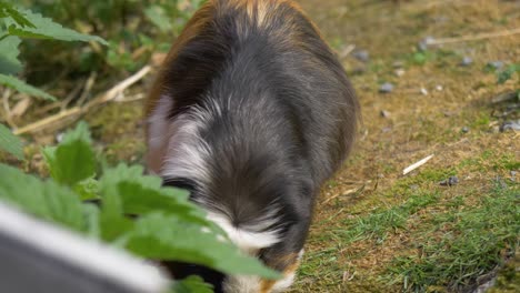 Close-up-of-domesticated-guinea-pig-4k,-static-shot