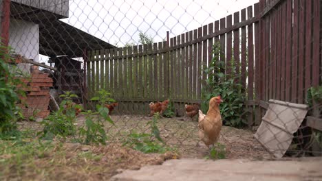 Wide-shot-of-chicken-behind-fence-in-small-scale-rural-farm-setting