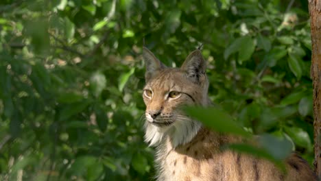 Close-up-side-view-of-Epic-Eurasian-lynx-surrounded-by-thick-green-vegetation-in-Sweden-4k