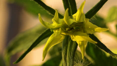 Seltsam-Deformierte-Tomatenblüte,-Bekannt-Als-Megabloom-Oder-Fused-Flower