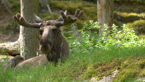 European-moose-with-large-antlers-resting-peacefully-in-the-Scandinavian-wilderness--static-shot
