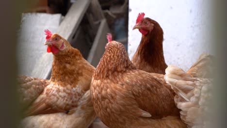 Viele-Hühner,-Die-Hinter-Dem-Zaun-In-Der-Freilandfarm-In-Die-Kamera-Blicken