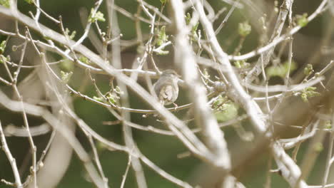 Japanese-Bush-Warbler-Sitting-On-A-Tree-Branch-In-Saitama,-Japan