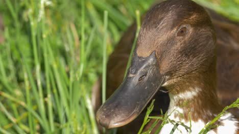 Extreme-close-up-of-brown-duck-laying-on-a-grass-field-in-4k