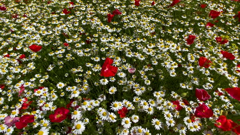 White-daisy-flowers-in-lush-field,-blossom-spring-season,-floweret-meadow
