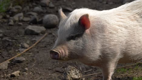 Side-view-of-a-domesticated-pig-on-a-farm-in-Nanyang
