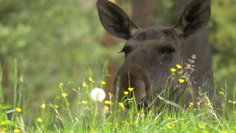 Close-up-of-cow-moose-laying-on-a-grass-field-in-northern-Sweden,-warm-summer-day