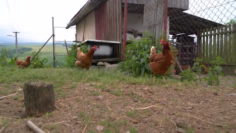Many-brown-chicken-walking-around-in-rural-farm-setting-outdoor