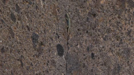 Small-wild-lizard-walk-out-from-crack-in-stone-wall-shelter,-close-up