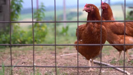 Slow-motion-view-of-two-chickens-behind-fence-in-rural-farm-setting
