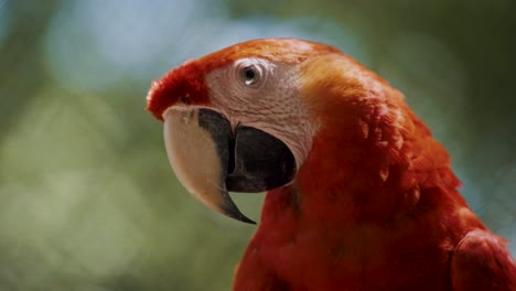 Macro-shot-of-red-macaw-Ara-parrot-starring-at-camera-during-sunny-day