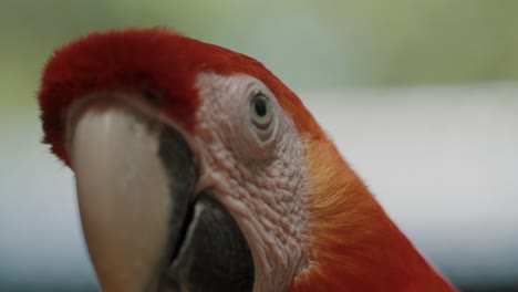 Close-Up-Head-Shot-Of-A-Scarlet-Macaw-Showing-Its-Face-In-Detail-With-Blurry-Backdrop