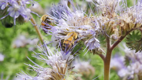 Gruppenschwarm-Bienen,-Die-An-Warmen-Frühlingstagen-Auf-Einer-Blühenden-Obstbaumblume-Nach-Pollinenektar-Suchen