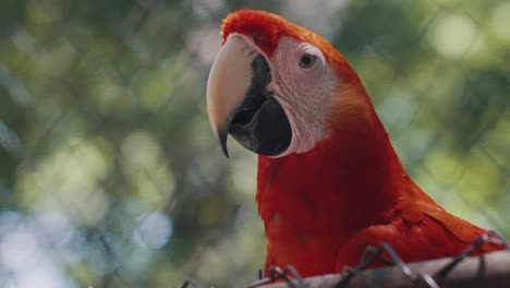 Close-Up-Of-A-Red-Macaw-In-Blurry-Background