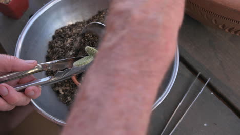 Male-hands-put-potting-soil-into-a-terra-cotta-pot-with-small-cactus,-close-up