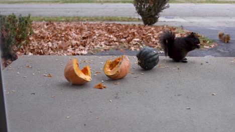 A-squirrel-takes-out-squash-seeds-from-a-front-porch
