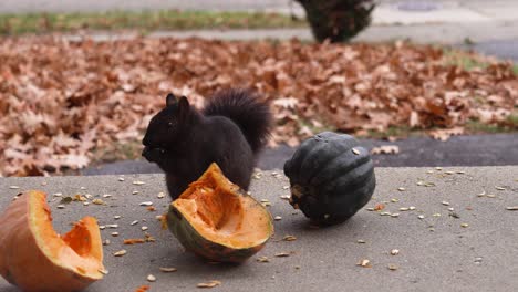 Michigan-Eichhörnchen,-Die-Im-Herbst-Essen