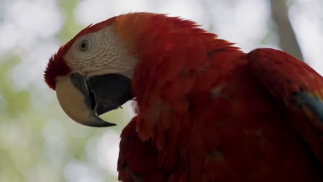 Close-Up-Of-Red-Amazon-Scarlet-Macaw-Parrot-In-Tropical-Jungle