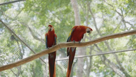 two-lovers,-red-scarlet-macaw-perched-on-a-branch-inside-of-a-zoo-cage-in-central-america