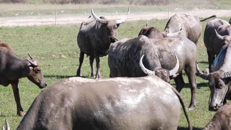 4k-Herde-Thailändischer-Büffel,-Die-Auf-Gras-Auf-Einem-Feld-In-Thailand-Weiden