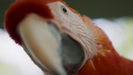 Beautiful-close-up-of-a-red-scarlet-macaws-face-and-peak