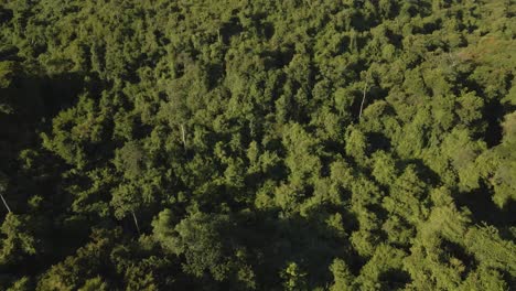 4K-Aerial-Footage-Looking-Directly-Down-at-Tropical-Jungle-Forest-of-Trees-at-Khlong-Bod-Reservoir-in-Nakhon-Nayok,-Thailand