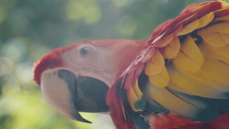 Close-Up-Of-A-Beautiful-Scarlet-Macaw-With-Colorful-Plumage-In-The-Forest