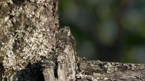 Insect-with-great-camouflage-capabilities-sitting-on-a-tree