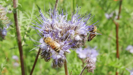 Makro-Nahaufnahme-Bienenpaar-Landet-Auf-Einer-Großen-Blütenblume-Auf-Der-Grünen-Wiese,-Die-Nahrungsnektar-Polline-Für-Süße-Honigproduktionen-Sammelt