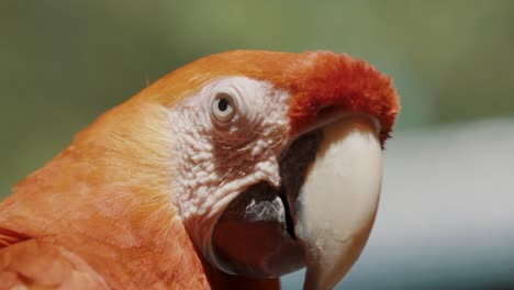 Scarlet-Macaw's-Face-Against-Sunlight.-extreme-close-up